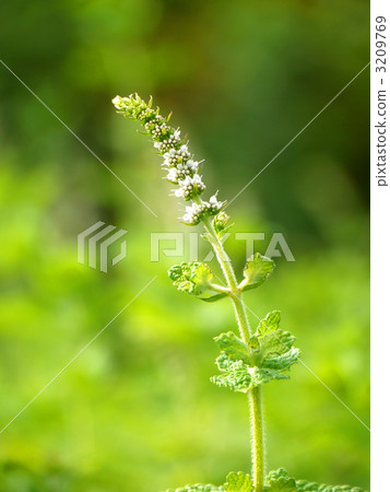蘋果薄荷 蘋果薄荷 3209769