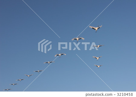 japanese crane, red-crowned crane, crane 3210458