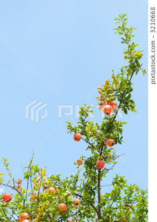 pomegranate pomegranate 3210668