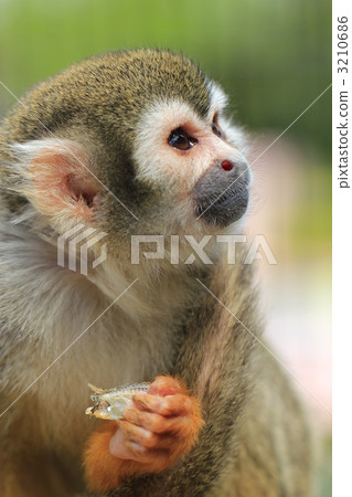松鼠猴子用食物 3210686