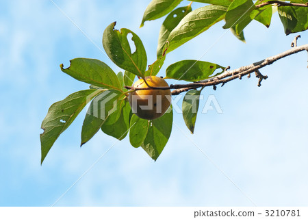Blue sky and persimmon tree 3210781