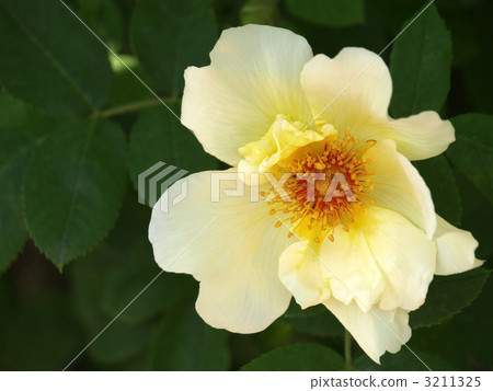 Rosa Kentifolia · BRUTA 3211325