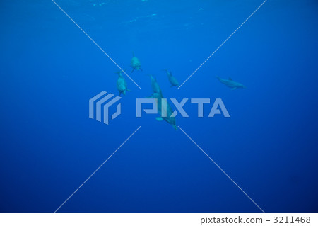 dolphin swim, tursiops aduncus, sea animals 3211468