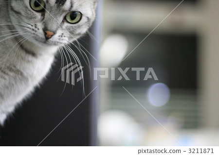 Peeping cat 3211871