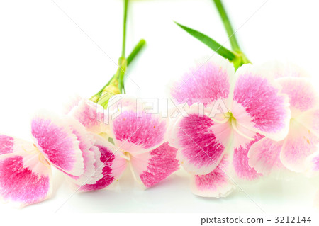 Nadeshiko / Namiko / Closeup / Studio shooting 3212144