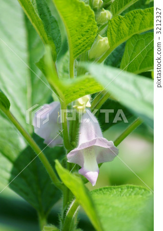 芝麻花 3212327
