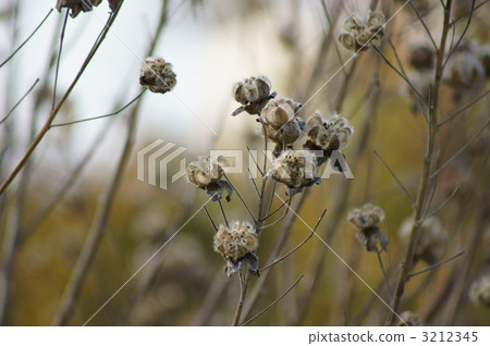 Withering Furong also has a sense of taste. 3212345