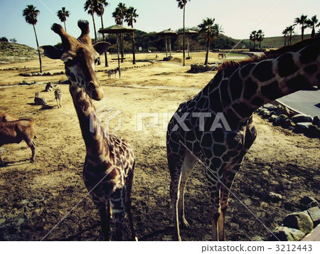 冒險世界的長頸鹿 3212443