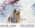 sea animals, harbor seal, otaru aquarium 3212828
