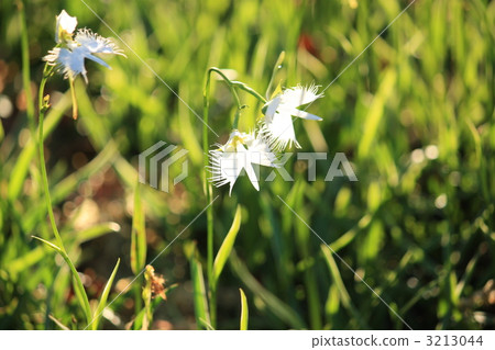 蜷縮起來 蜷縮起來 3213044