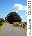 Dried rice straw 3213048