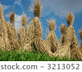 Dried rice straw 3213052