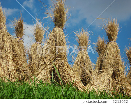 Dried rice straw Dried rice straw 3213052