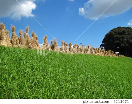 Dried rice straw Dried rice straw 3213071