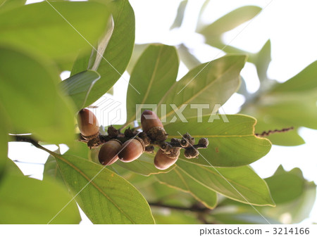 Lithocarpus edulis fruit Lithocarpus edulis fruit 3214166