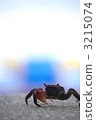 sea animals, crab, crabs 3215074