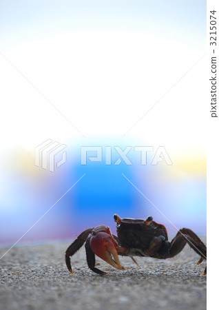 sea animals, crab, crabs 3215074