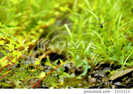 無霸勾蜓 3215113