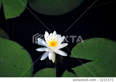 荷花睡蓮 荷花睡蓮 3215371