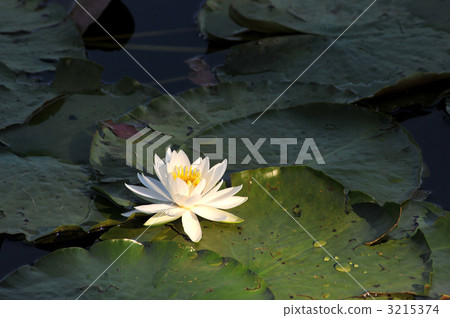 荷花睡蓮 3215374
