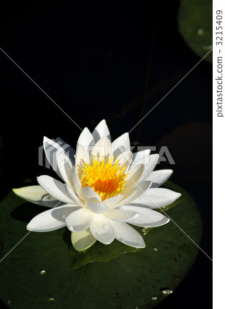 荷花睡蓮 荷花睡蓮 3215409