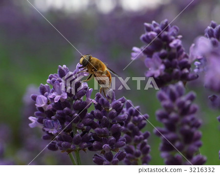 薰衣草和蜜蜂 薰衣草和蜜蜂 3216332