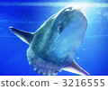 翻車魚 3216555