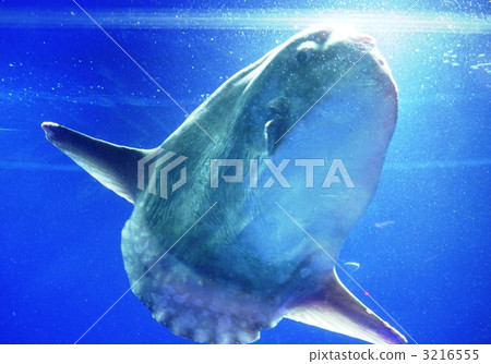 翻車魚 翻車魚 3216555