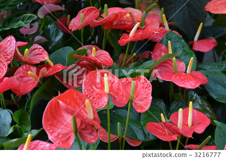 Anthurium in full bloom Anthurium in full bloom 3216777