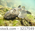 dark sleeper, freshwater fish, fish 3217549