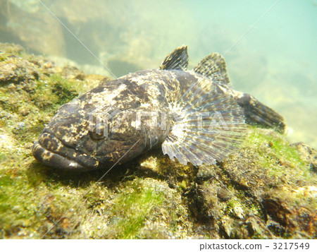 dark sleeper, freshwater fish, fish 3217549