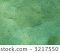 righteye flounder, fish, underwater photograph 3217550