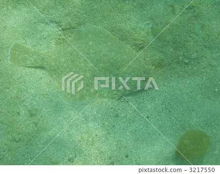 右偏比目魚 魚 水下照片 3217550