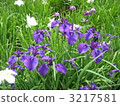 Kitagawa Park's iris 3217581