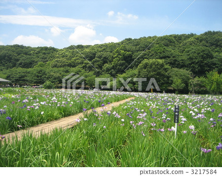 北山公園的虹膜① 3217584