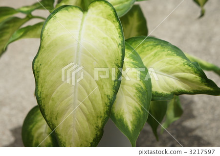 仿大理石塗裝 長橢圓形 綠葉 3217597