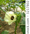 Okra's Flower 3217802