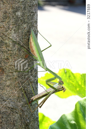 Mantis predator 3217889