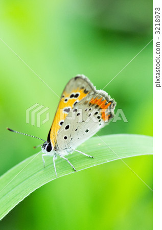 Lycaena phlaeas Lycaena phlaeas 3218978