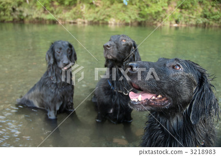 平塗獵犬 平塗獵犬 3218983