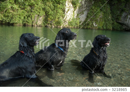 平塗獵犬 平塗獵犬 3218985