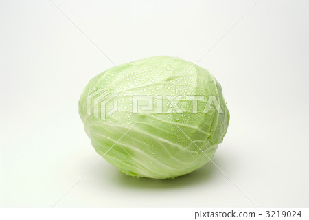 捲心菜 捲心菜 3219024