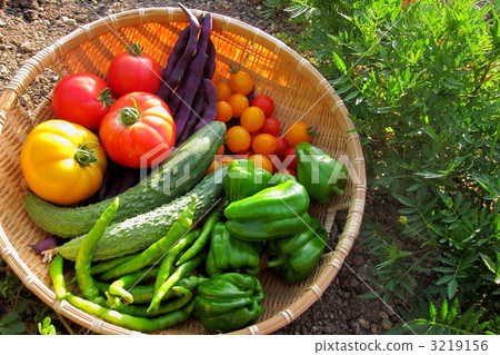 家庭花園五 3219156