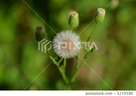 Larchaceous 3219390
