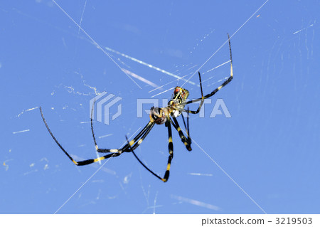 Nephila spider 3219503