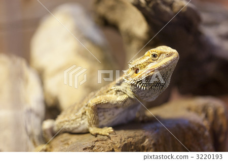 箍鬍子蜥蜴 3220193