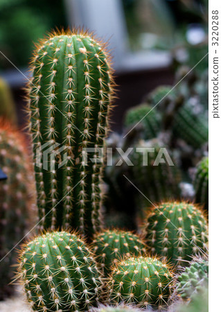 cacti, cactu, cactuse 3220288