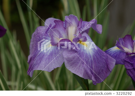 Hanagura Gyosuko 3220292