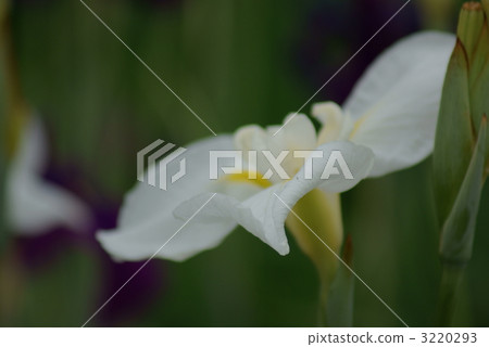 White iris of white iris White iris of white iris 3220293