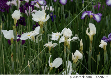 白色虹膜白色虹膜 3220295